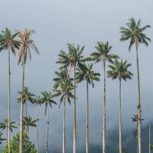 Cocora 1
