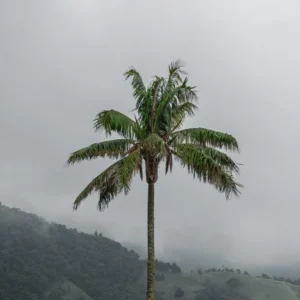 Cocora 3
