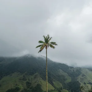 Cocora 4